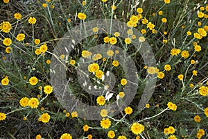 Cota tinctoria in bloom