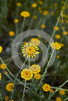 Cota tinctoria in bloom