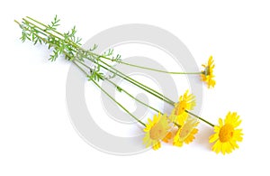 Cota tinctoria, the golden marguerite, yellow chamomile, or oxeye chamomile photo