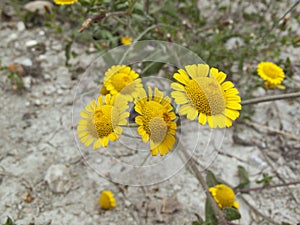 Cota tinctoria yellow flowers