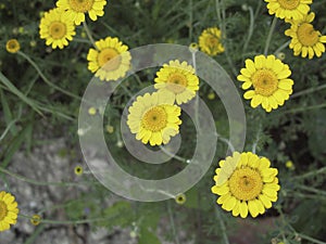 Cota tinctoria yellow flowers