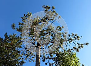 Cotch pine with interesting clumped needle growth; this tree