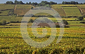 Cote d'Or hillside vineyards, Burgundy photo