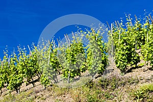 Cote Rotie, Rhone-Alpes, France