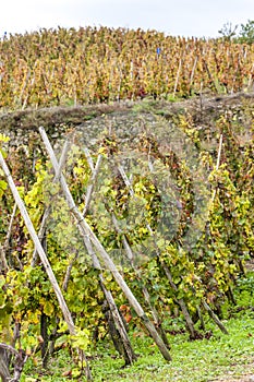 Cote Rotie, Rhone-Alpes, France