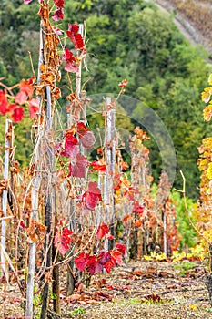 Cote Rotie, Rhone-Alpes, France