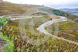 Cote Rotie, Rhone-Alpes, France