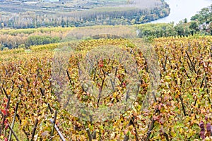 Cote Rotie, Rhone-Alpes, France