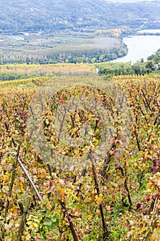 Cote Rotie, Rhone-Alpes, France