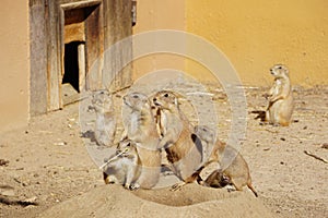 Coterie - group of black-tailed prairie dogs. Cynomys ludovicianus