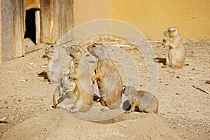 Coterie - group of black-tailed prairie dogs. Cynomys ludovicianus