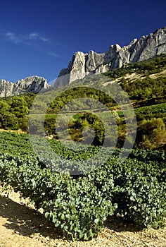 Cotes du rhone vineyards dentelles de montmarail vaucluse proven photo