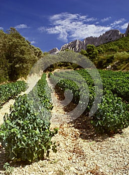 Cotes du rhone vineyards dentelles de montmarail vaucluse proven photo