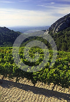 Cotes du rhone vineyards dentelles de montmarail vaucluse proven photo