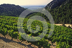 Cotes du rhone vineyards dentelles de montmarail vaucluse proven photo