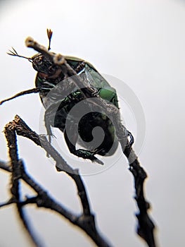 cotinis mutalibis bug beetle on a tree branch