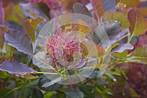 Cotinus coggygria photo