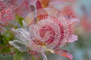 Cotinus coggygria photo