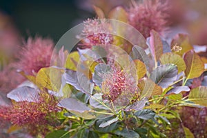 Cotinus coggygria photo