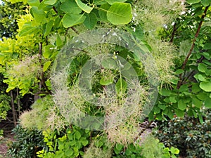 Cotinus coggygria. Blooming smoke tree, rhus cotinus.