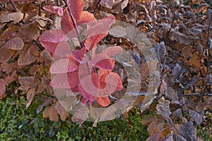 Cotinus coggygria red foliage in winter