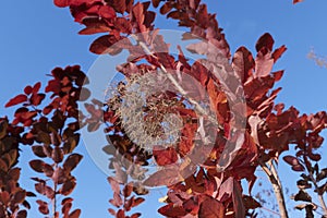 Cotinus coggygria red foliage in winter