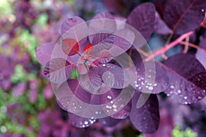 Cotinus Coggygria Royal Purple with Raindrops in garden