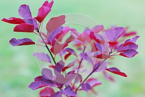 Cotinus Coggygria Royal Purple Smoke bush