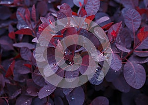 Cotinus Coggygria Royal Purple, smoke bush with Raindrops in summer garden photo