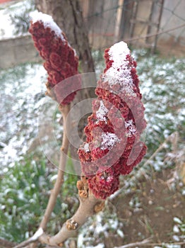 Cotinus coggygria, a Smoketree with early spring snow