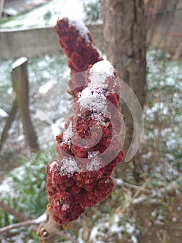 Cotinus coggygria, a Smoketree with early spring snow