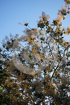 Cotinus coggygria is a species of flowering plant in the family Anacardiaceae. Berlin, Germany