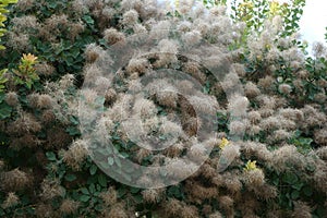 Cotinus coggygria is a species of flowering plant in the family Anacardiaceae. Berlin, Germany