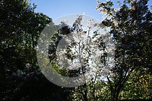 Cotinus coggygria is a species of flowering plant in the family Anacardiaceae. Berlin, Germany