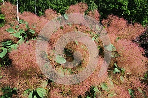 Cotinus coggygria, syn. Rhus cotinus, the European smoketree, Eurasian smoketree, smoke tree, smoke bush, Venetian