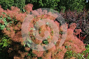 Cotinus coggygria, syn. Rhus cotinus, the European smoketree, Eurasian smoketree, smoke tree, smoke bush, Venetian