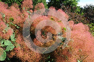 Cotinus coggygria, syn. Rhus cotinus, the European smoketree, Eurasian smoketree, smoke tree, smoke bush, Venetian