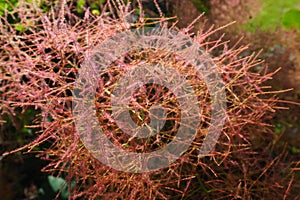 Cotinus coggygria, syn. Rhus cotinus, the European smoketree, Eurasian smoketree, smoke tree, smoke bush, Venetian