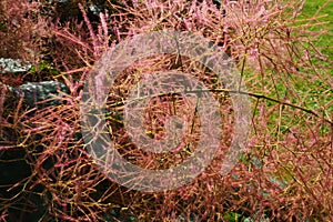 Cotinus coggygria, syn. Rhus cotinus, the European smoketree, Eurasian smoketree, smoke tree, smoke bush, Venetian