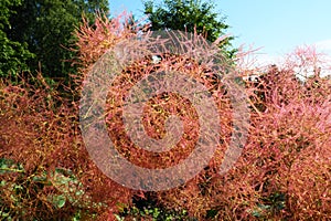 Cotinus coggygria, syn. Rhus cotinus, the European smoketree, Eurasian smoketree, smoke tree, smoke bush, Venetian