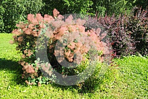 Cotinus coggygria, syn. Rhus cotinus, the European smoketree, Eurasian smoketree, smoke tree, smoke bush, Venetian