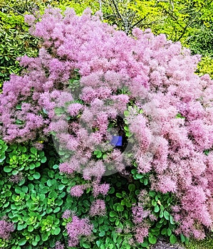 Cotinus coggygria in Uckfield, East Sussex, UK photo