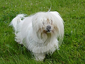 Coton de Tulear photo