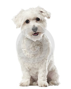 Coton de Tulear, 22 months old, sitting photo