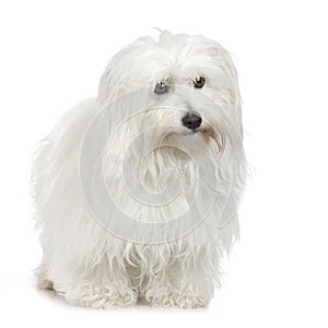 Coton de Tulear (5 years) photo