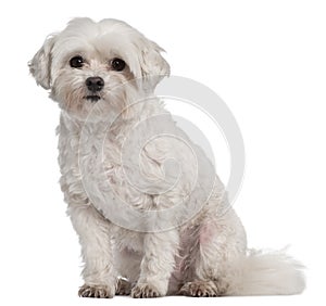 Coton de Tulear, 7 years old, sitting photo