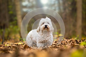 Coton de Tulear autumn portrait