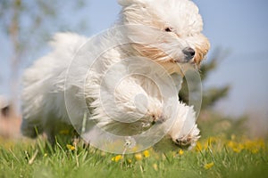 Coton de Tulear dog photo