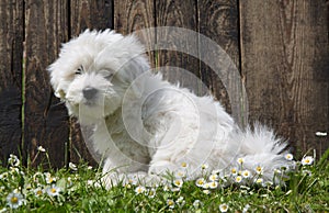 Coton de Tulear - dog baby portrait - puppy sitting in the garden in summer.