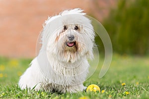 Coton de Tulear dog photo